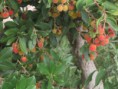 /album/colores/arbutus-unedo-jpg/